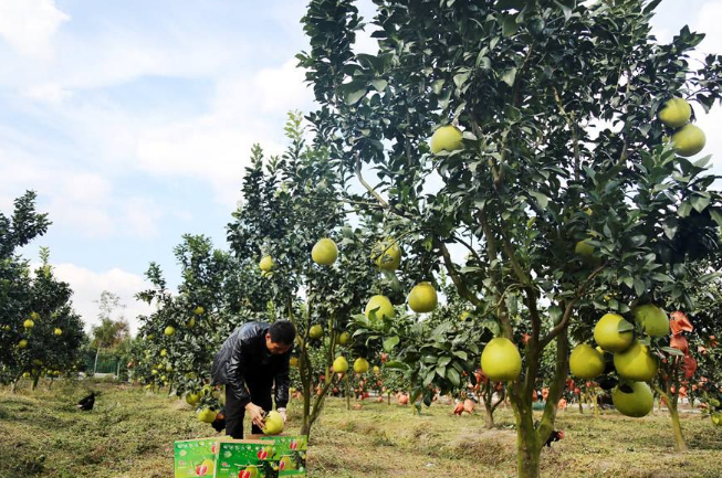 亚亚讲三农:柚子种植方法以及柚子田间管理介绍