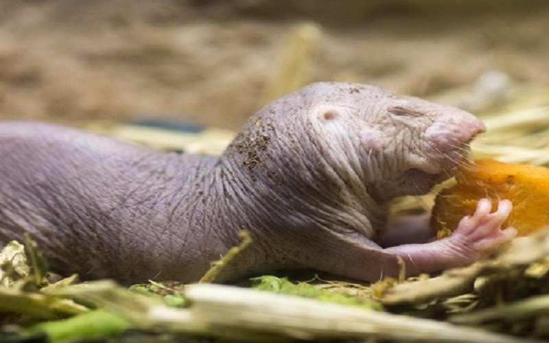 这样一只奇丑无比的小老鼠,可以让人类延长寿命到200岁!