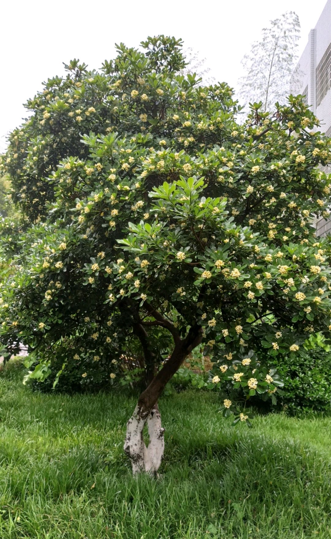 海桐树开花图图片