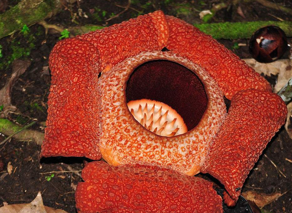 大王花的花瓣非常独特,味道也非常特别,名字叫做霸王花