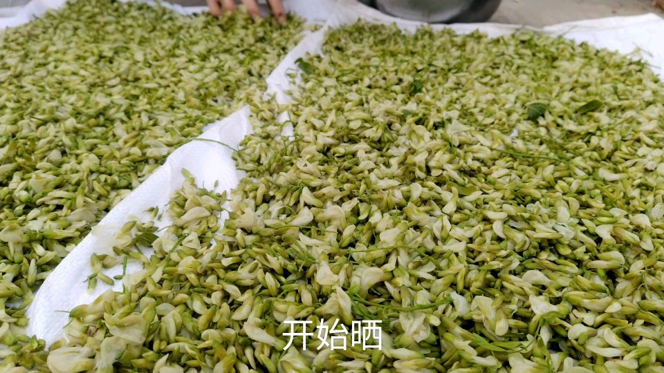 农村媳妇教你如何保存槐树花,只需放入这一样,可以吃一年