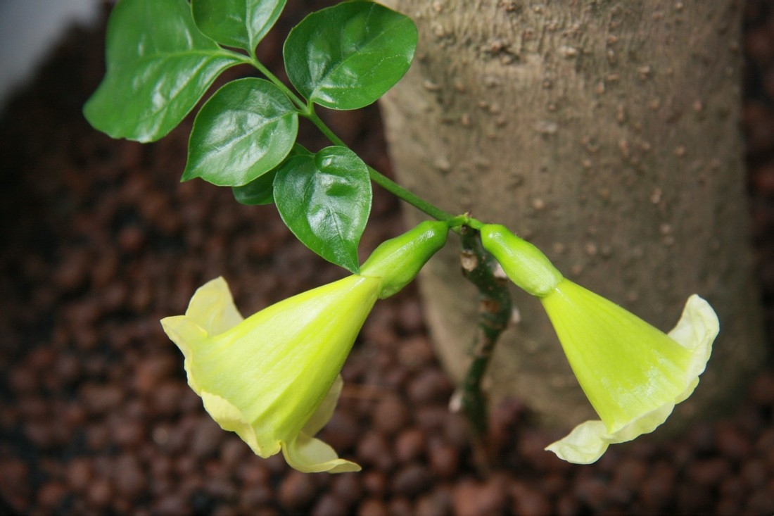 小海说种植:幸福树的养殖方式和注意事项