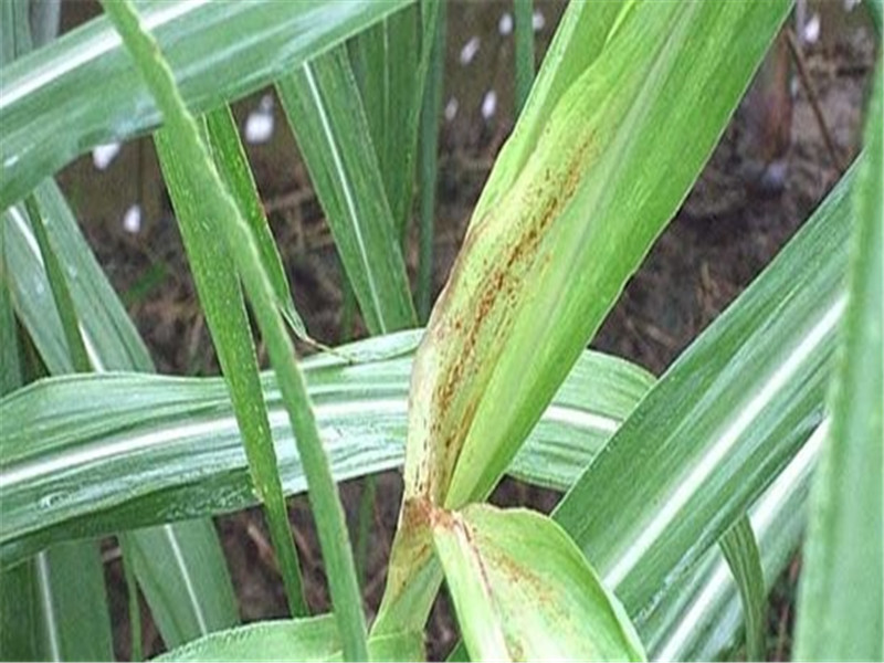 如何去防治甘蔗的轮斑病呢?小编来教你,这些方法很有效!