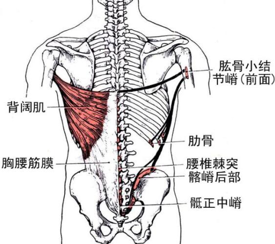 引体向上护腰机理分析,效果出乎想象的好