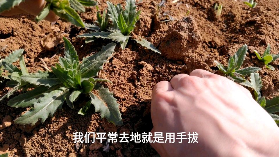 在农村惹人厌的刺儿菜,你知道都有什么用吗?看到了一定要拔一些