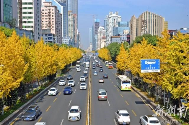 长沙芙蓉中路身披"黄金甲",银杏大道景美如画