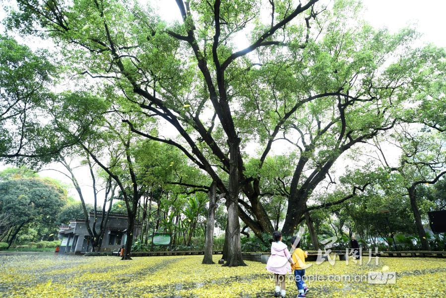 广西柳州:百年樟树春日"换装"