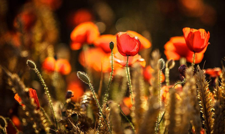 心理测试:哪幅夕阳红花图最美好?测你婚后会不会有公主病?