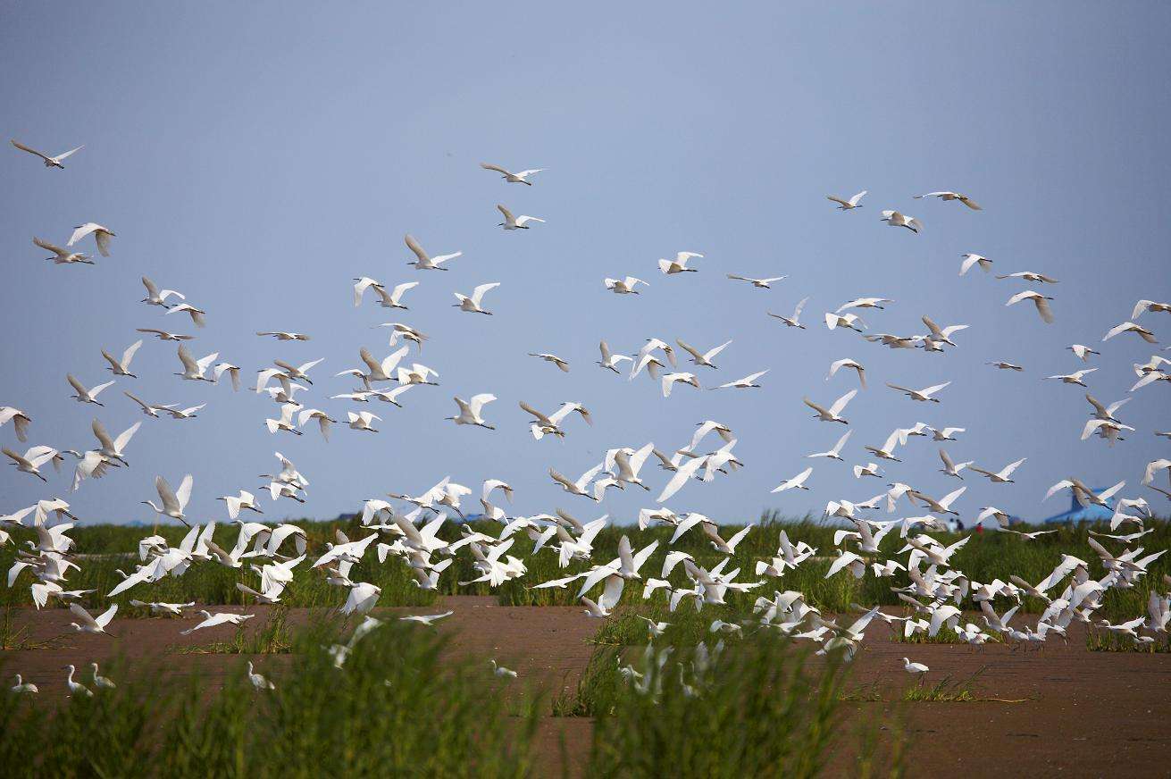 中国黄海候鸟栖息地列入世界遗产,是全球几百万迁徙候鸟的停歇地