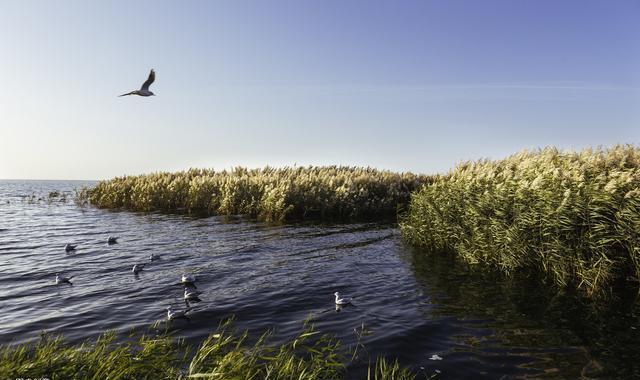 写芦苇茂密的江中小洲,白色水鸟忽然飞起的上联:芦洲白鸟忽惊起