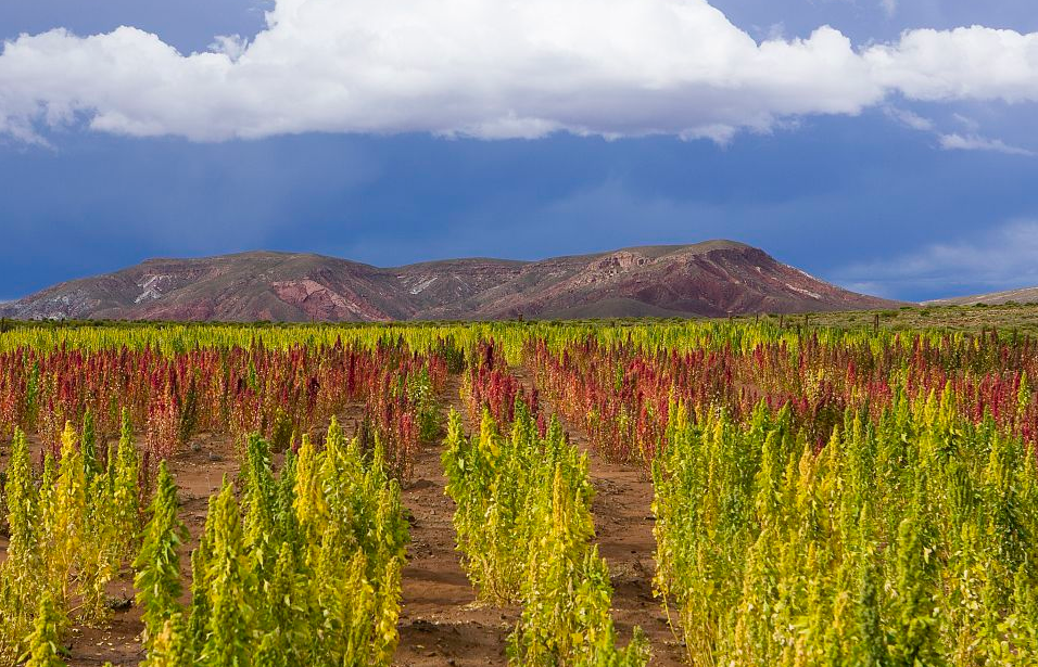 藜麦- 优质问答专区