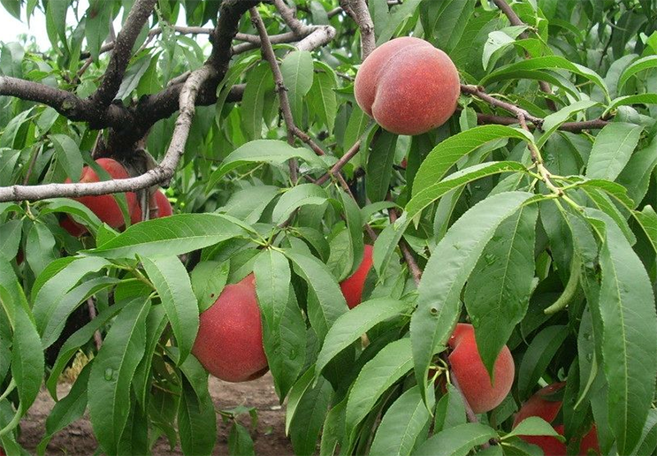 种植桃树,假如遇到果实很低的问题,可以从下面这几方面来解决