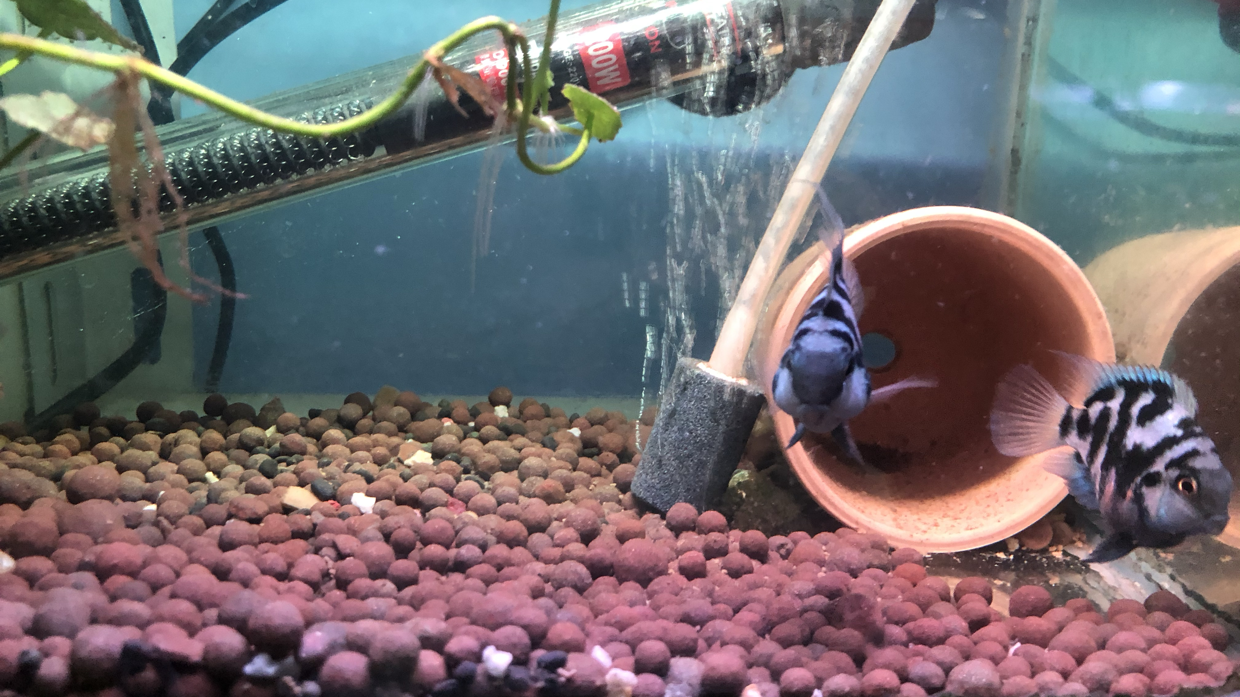 在母亲节之际分享迷你鹦鹉这个母爱爆棚的鱼是如何区分公母的