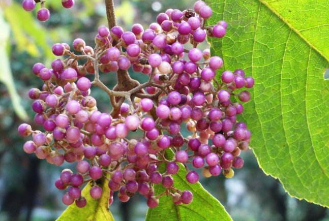 农村一种野果子,可以用来"醉鱼",十分奏效,你见过吗?