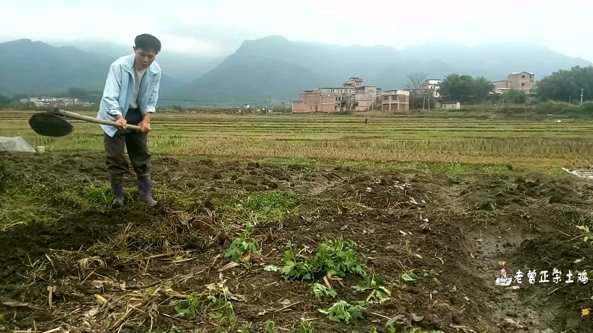这位养鸡者自己种植鱼腥草药材,常年用来防治鸡病