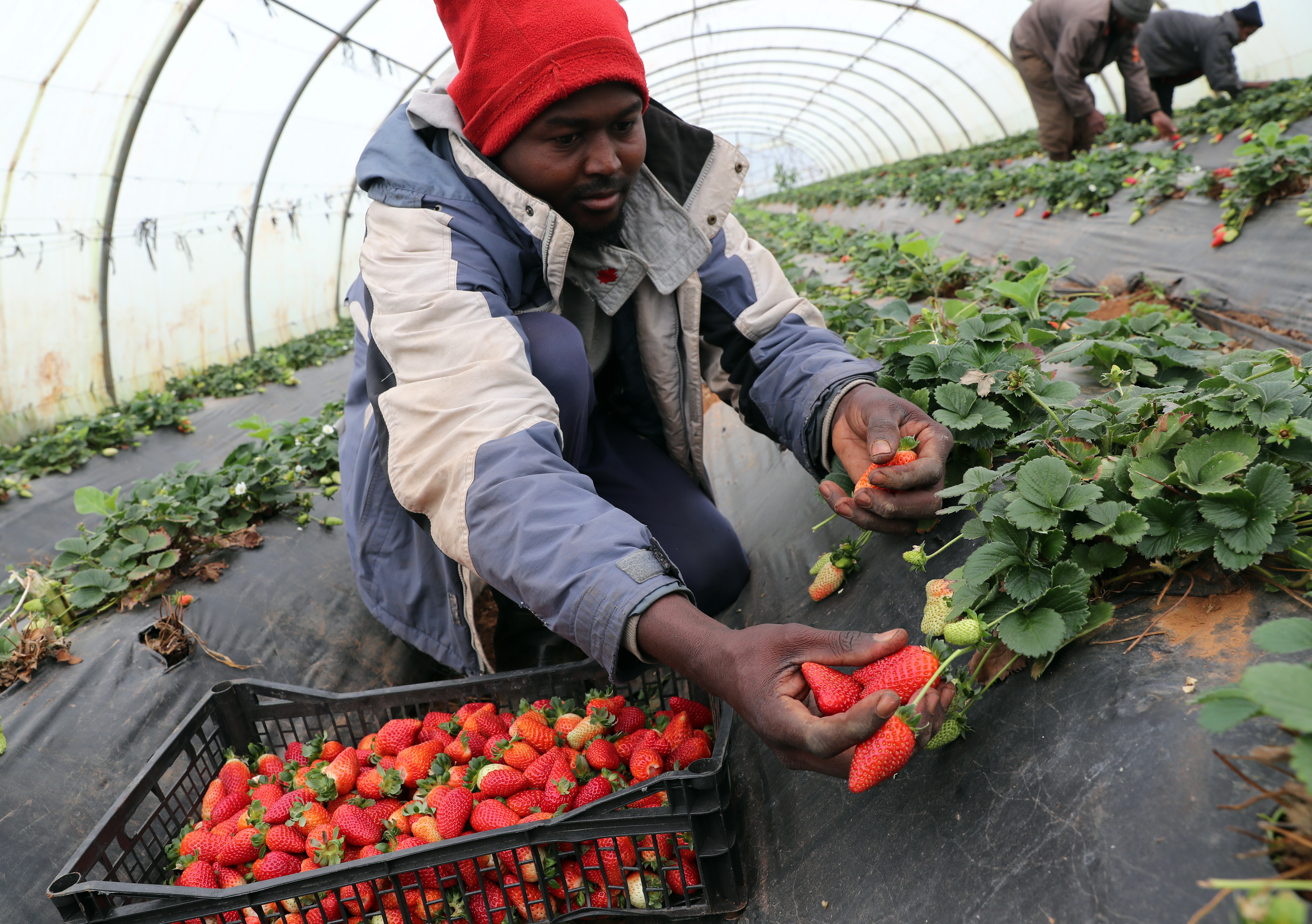 提帕萨草莓丰收
