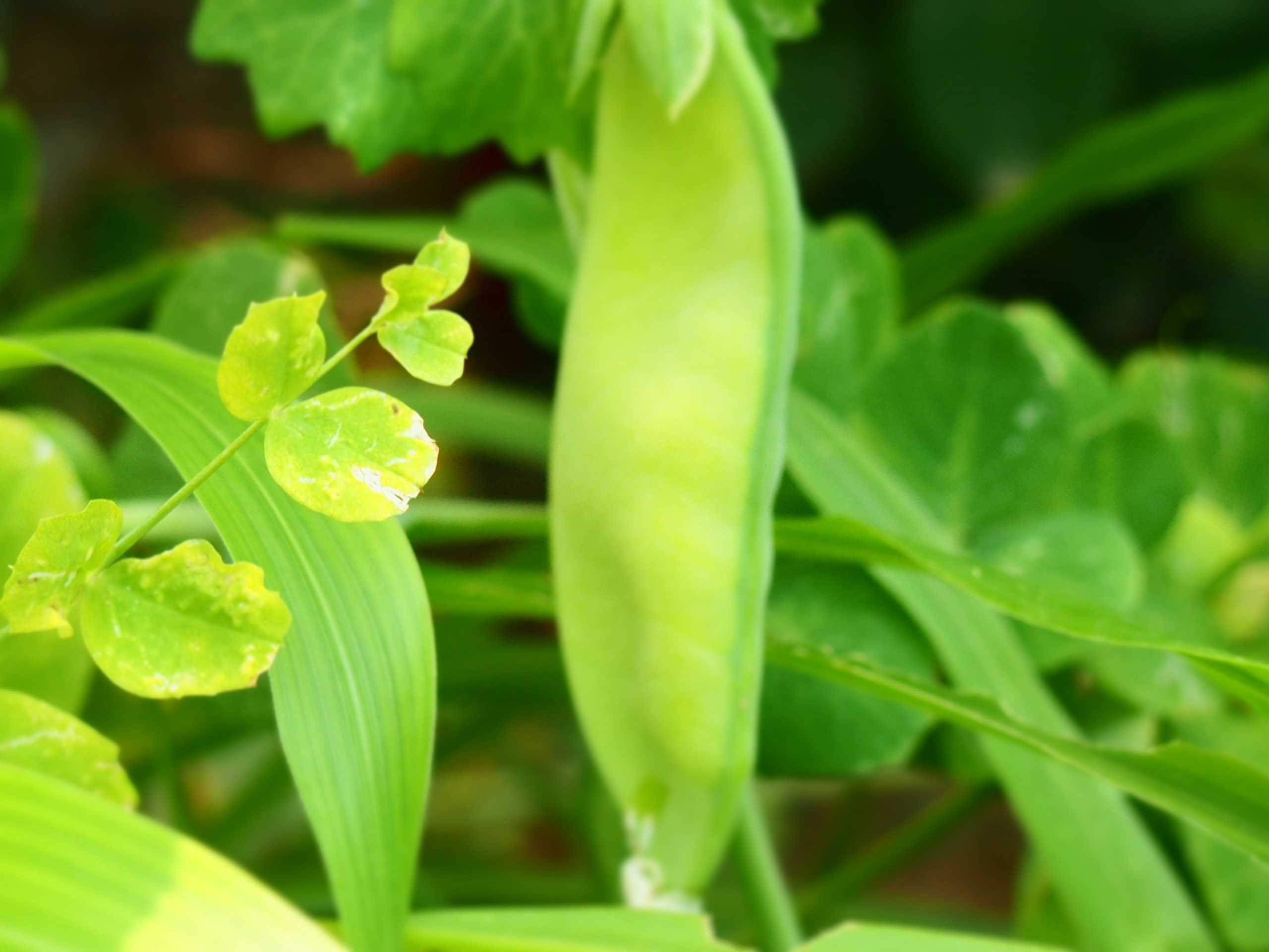 花园里的豌豆结出果实了4 转载自百家号作者:小黄熊爱看电视