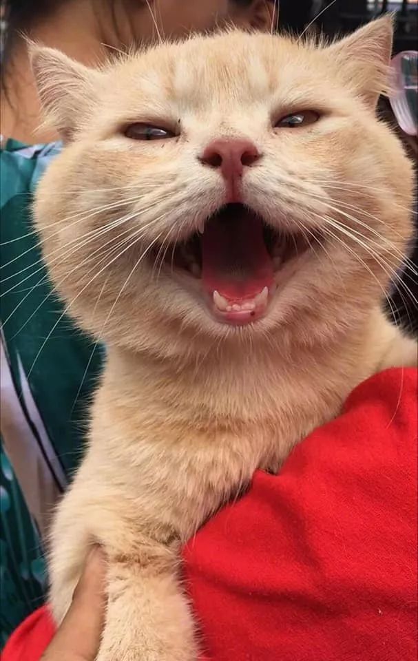 要做一只会笑的猫咪哦,但是图三,你这个"笑"是不是有点不对啊