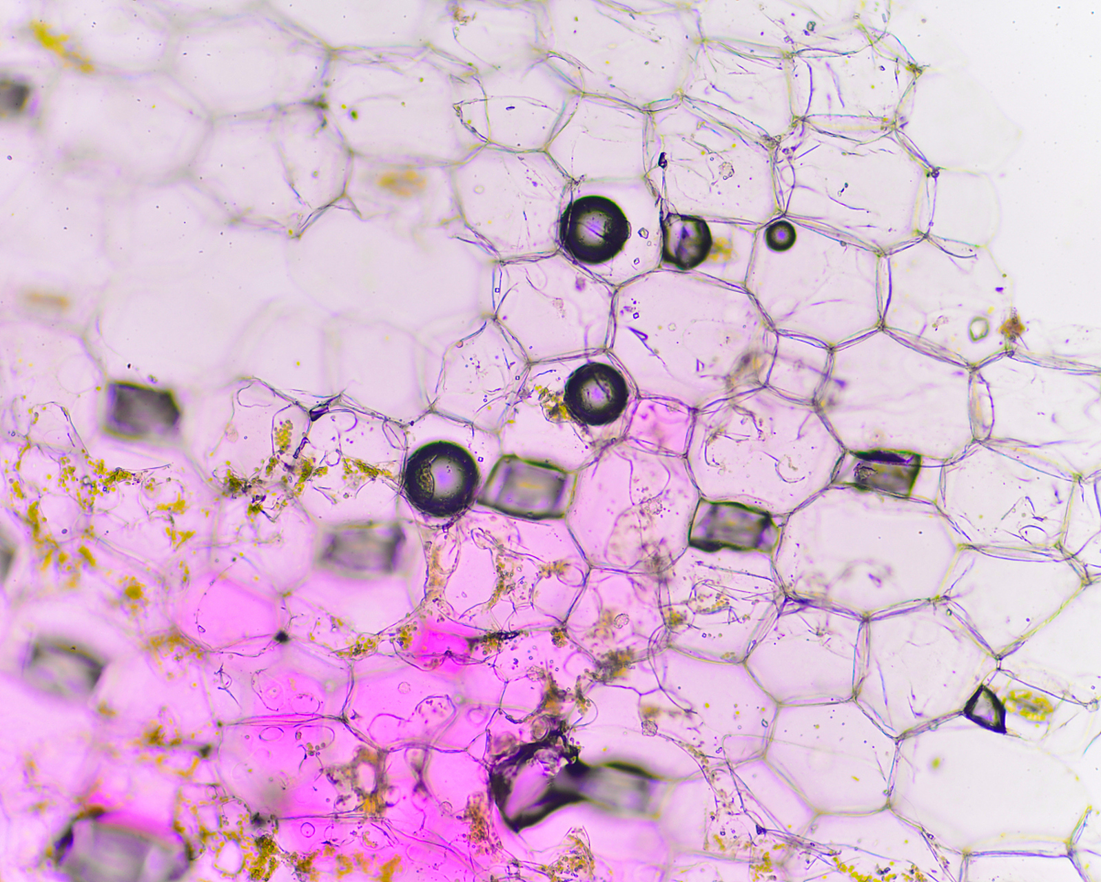 历史上的今天,合成结晶牛胰岛素