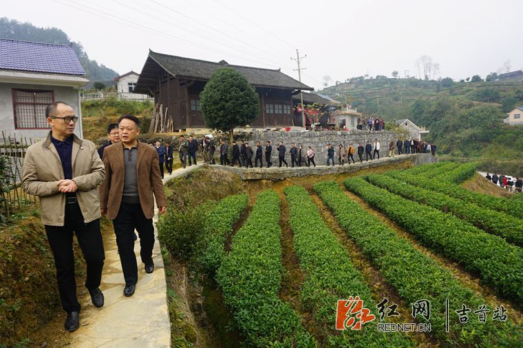 考察隘口村农村人居环境整治及茶叶产业.