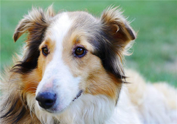 粗毛柯利犬比较调皮,训练应该从它们的习惯入手