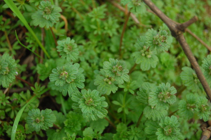 在农村有一种野草,不但名字好听,还能治疗高血压,跌打伤痛等病