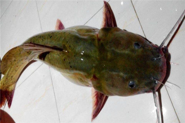 这种鱼全身无鳞,体型似剑,市场卖150元一斤,暂不能人工繁殖!