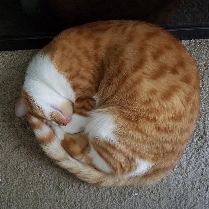 猫咪把自己蜷缩成一个圆,你是"猫饼"吗?