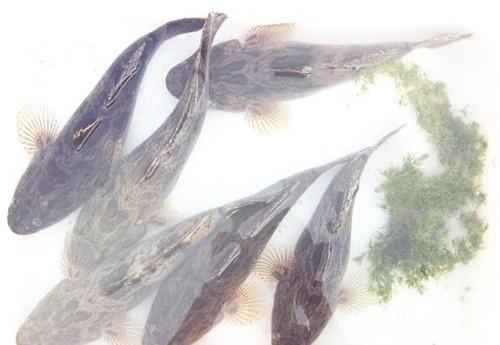 鲈形目笋壳鱼吃什么长大的?一般多少钱一斤?养殖前景如何?