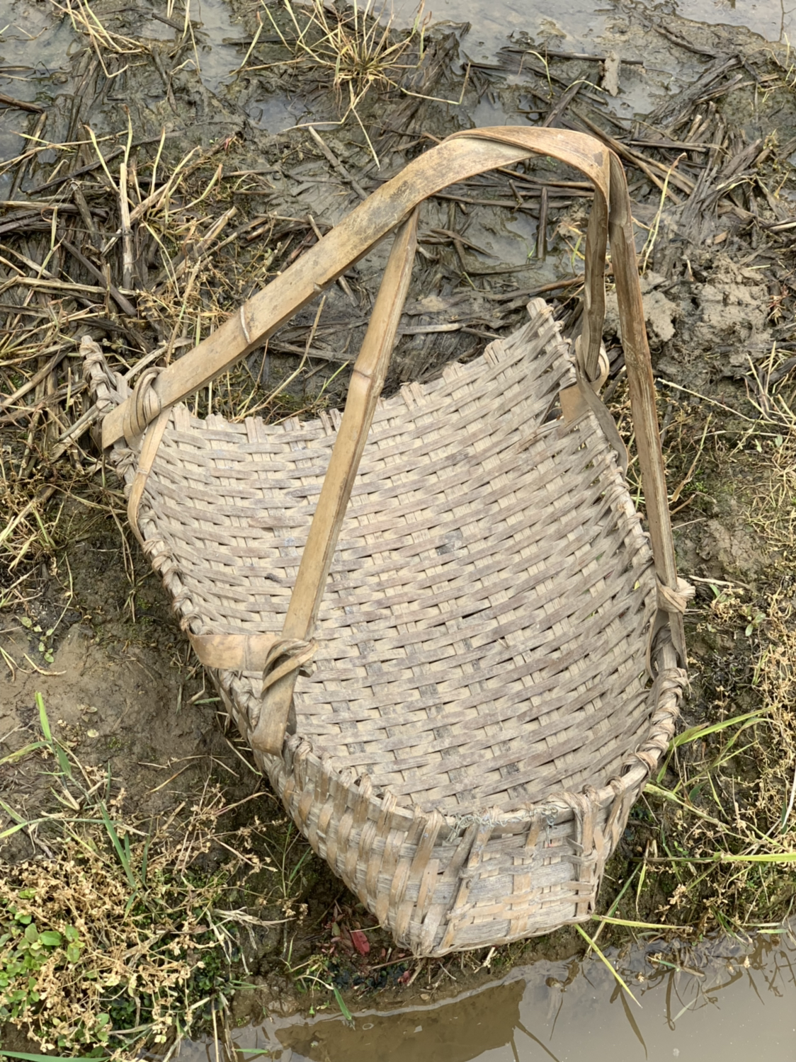 撮箕是农人的重要工具之一.我问阿婆田里水凉不凉?水里有没有蚂蟥?