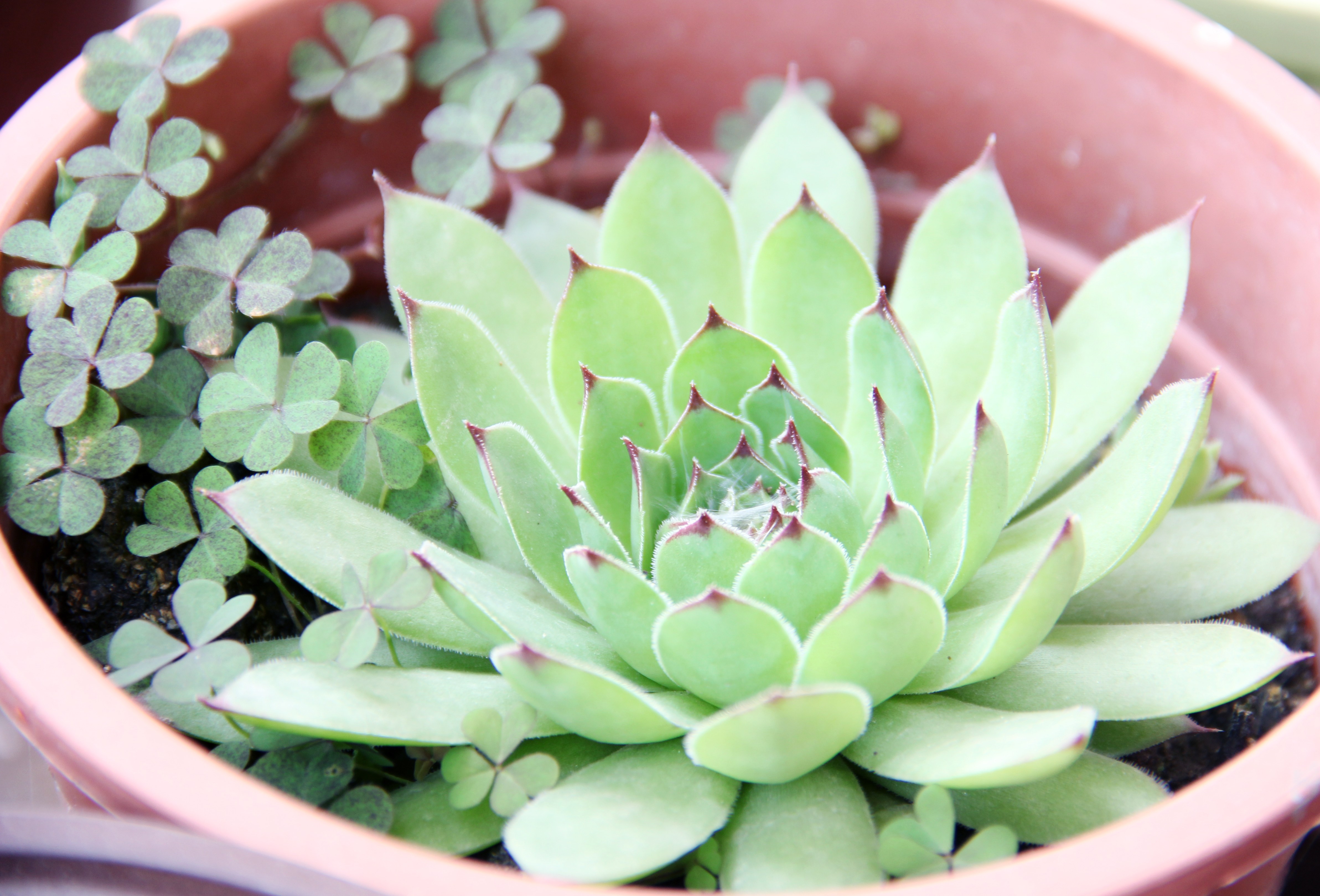 多肉养好出状态非常漂亮,六种莲花座多肉,哪个更好看?