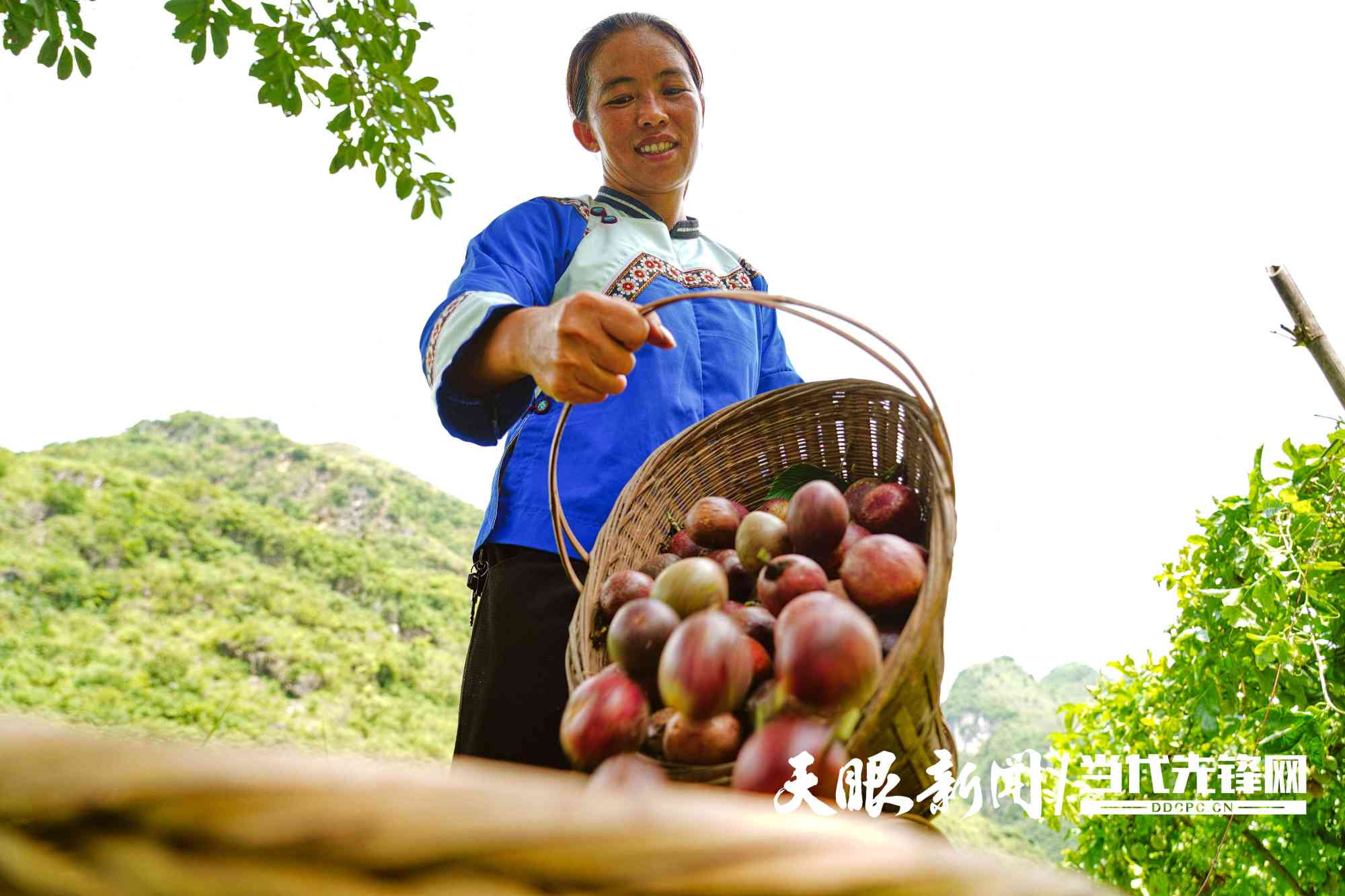 望谟县石屯镇喜独村:牛儿满山跑 百香果正甜