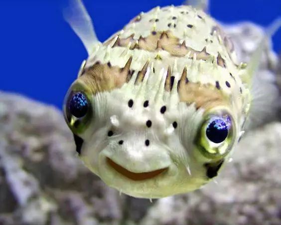 超级罕见的稀世奇鱼,绝对让你大开眼界