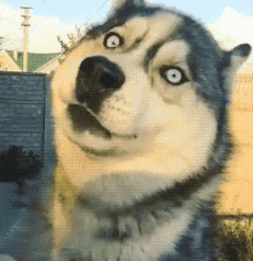 当二哈遇上萨摩耶,一个是