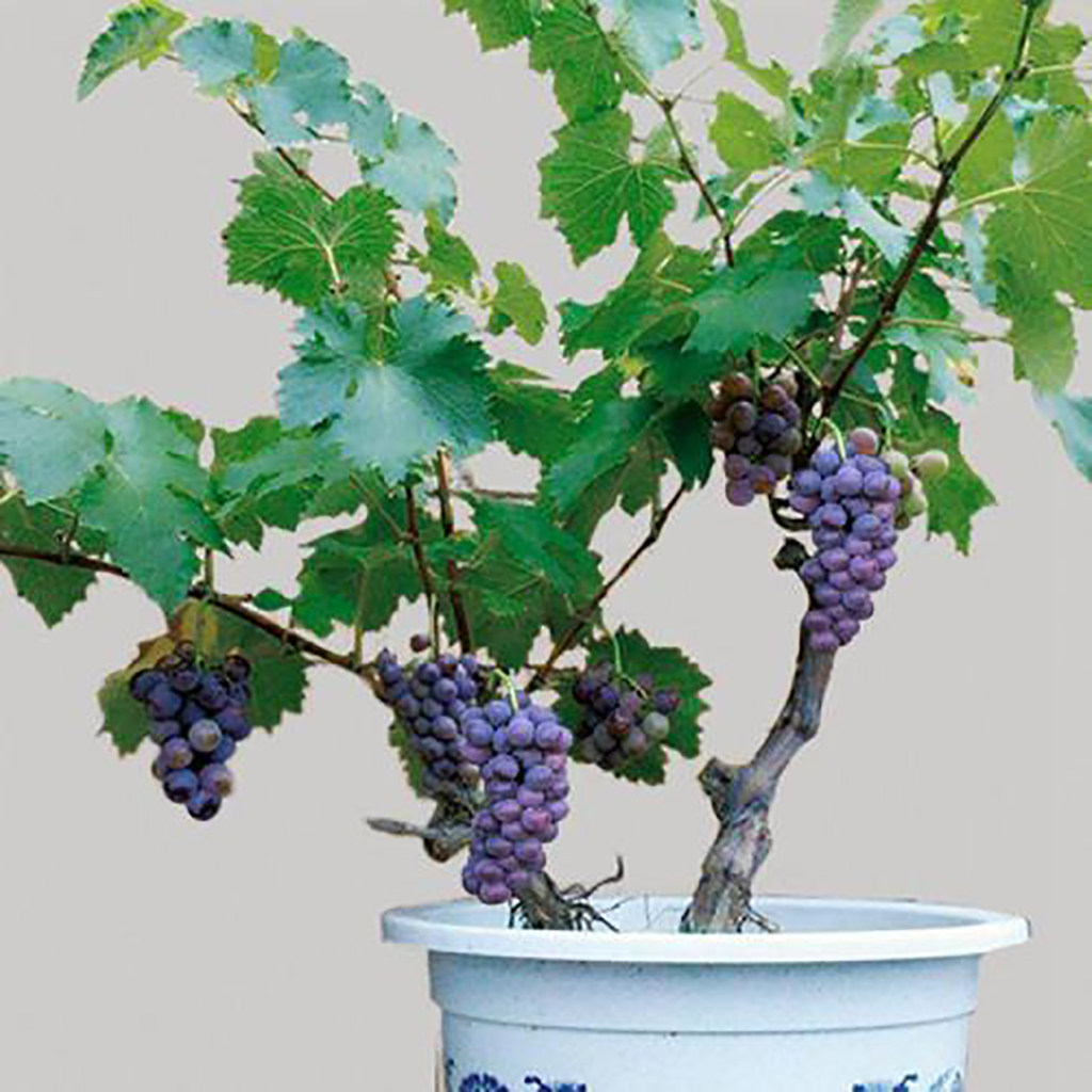 商品专题_阳台盆栽像葡萄,草莓这些是最适合盆栽的果树,不过盆栽果树