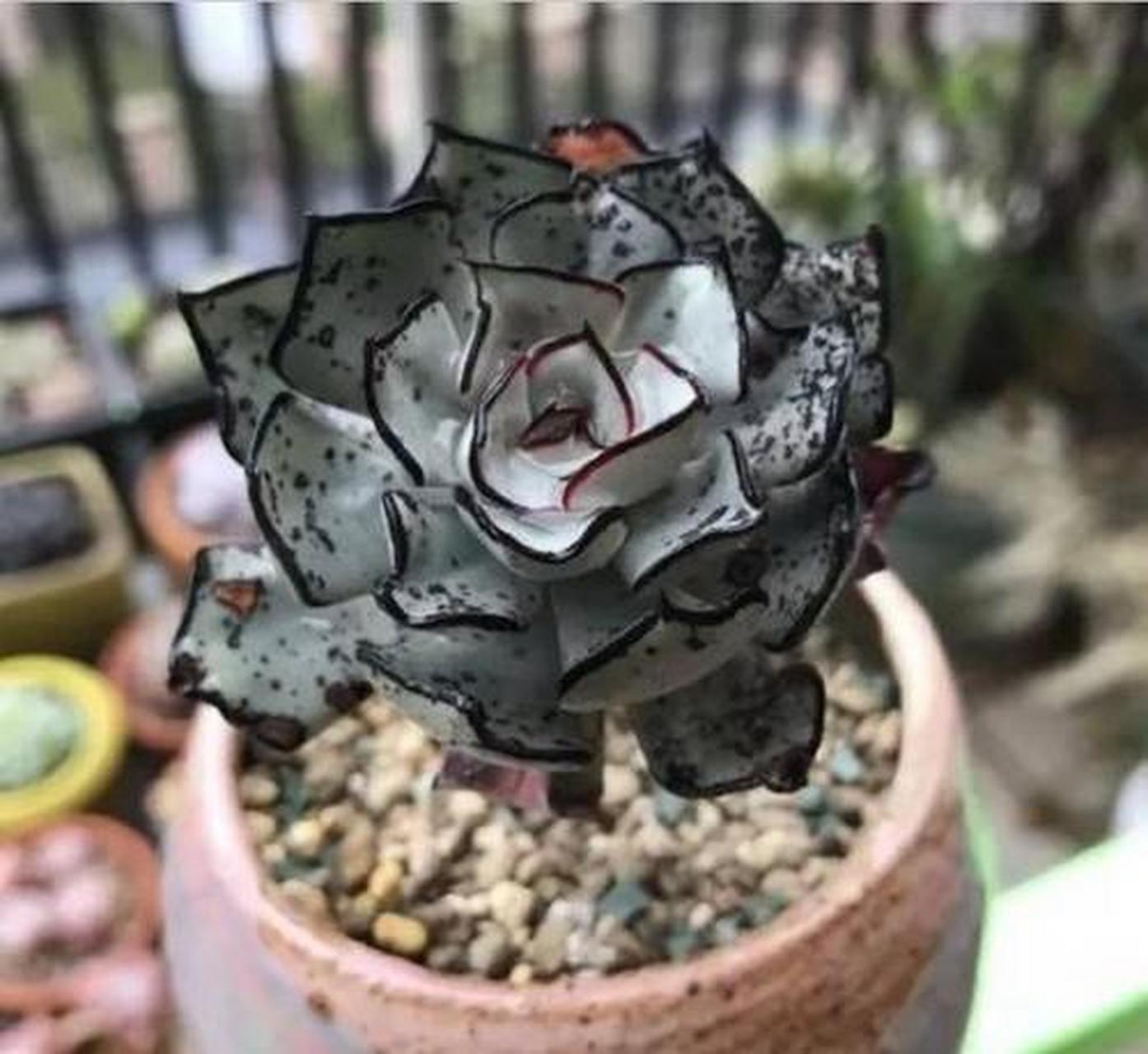 世界上十大最贵多肉,看看你认识哪几种: 第十名:白皮月界,1万  第九名