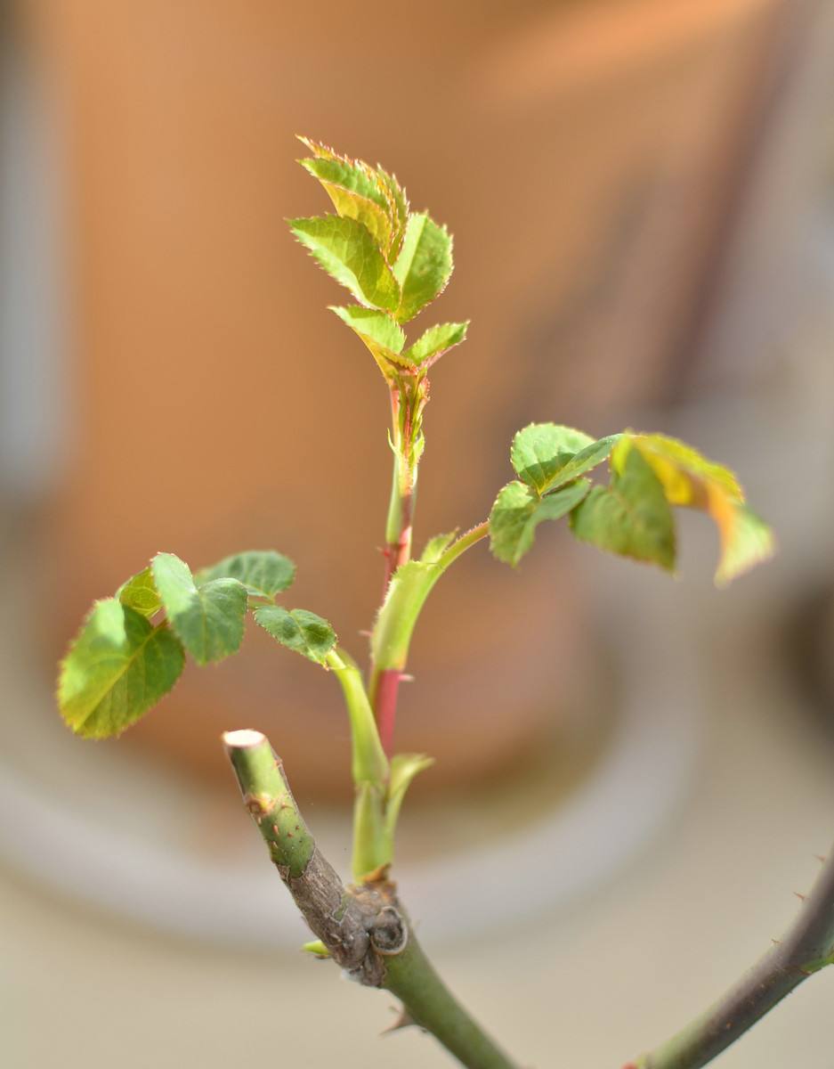 月季春季萌芽,应如何施肥?