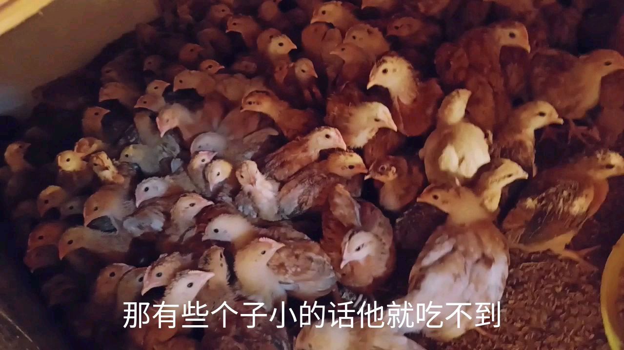 小鸡健康了,长得也快,密度也太密了