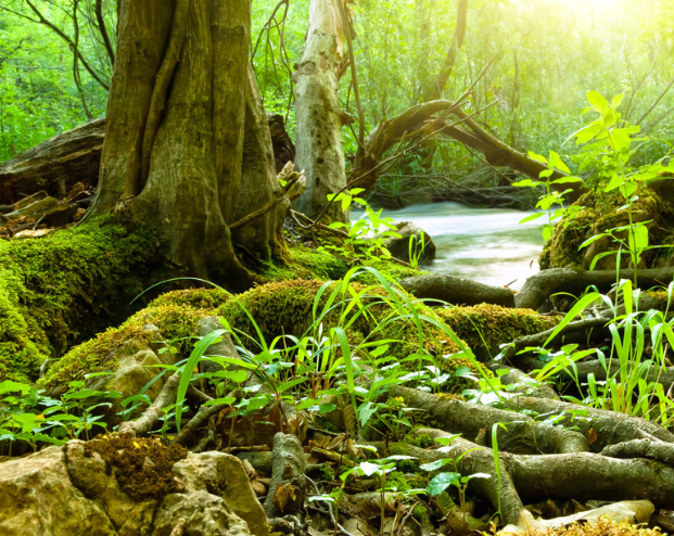 美图:春天来了,大自然万物复苏,到处是绿油油的一片