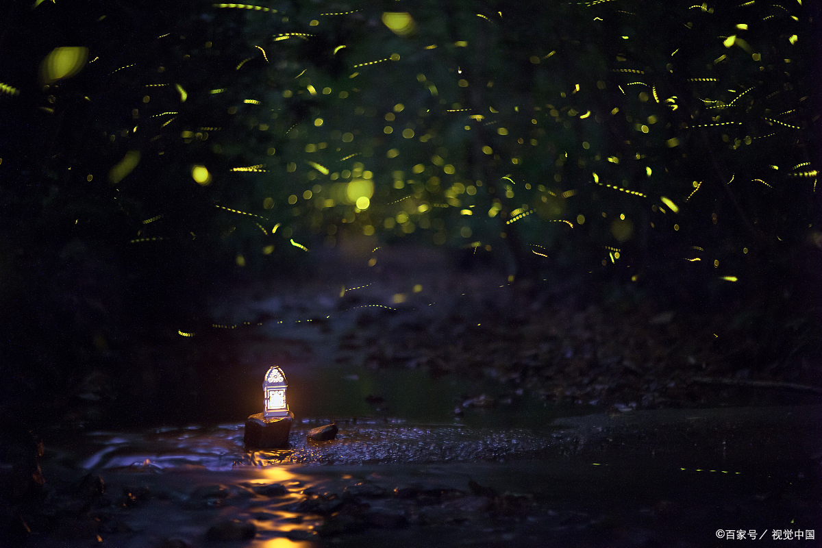 孩子问得最多的科学小常识3.为什么萤火虫会发光?