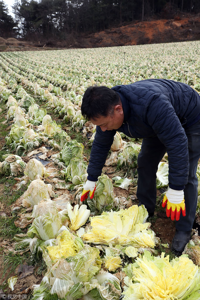 看着都心疼!韩国农民铲除大片废弃白菜地