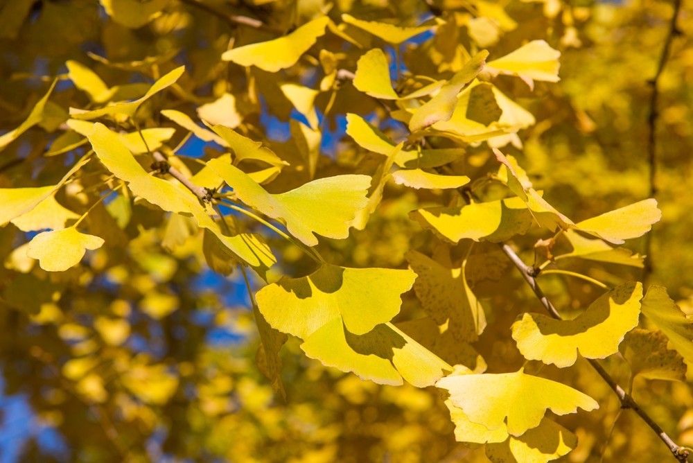 云南固东银杏村,古树参天,黄叶满地,犹如一幅静态的油画