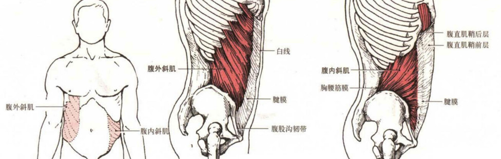 腹外斜肌和腹内斜肌图片