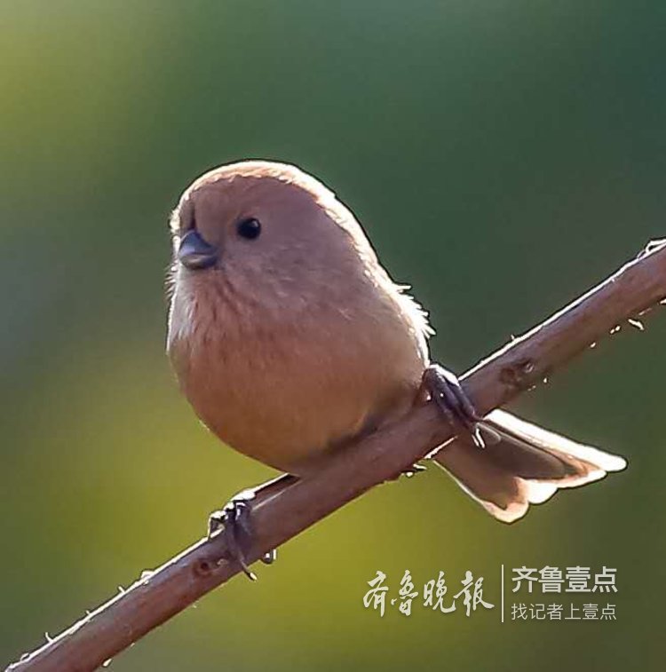 可爱的小鸟棕头鸦雀,圆滚滚的小呆萌