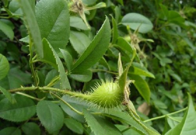 野外常见1种红果,浑身长刺看着不好惹,却是好用中草药,别错过