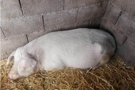 400斤母猪低温,不吃料如何解决?