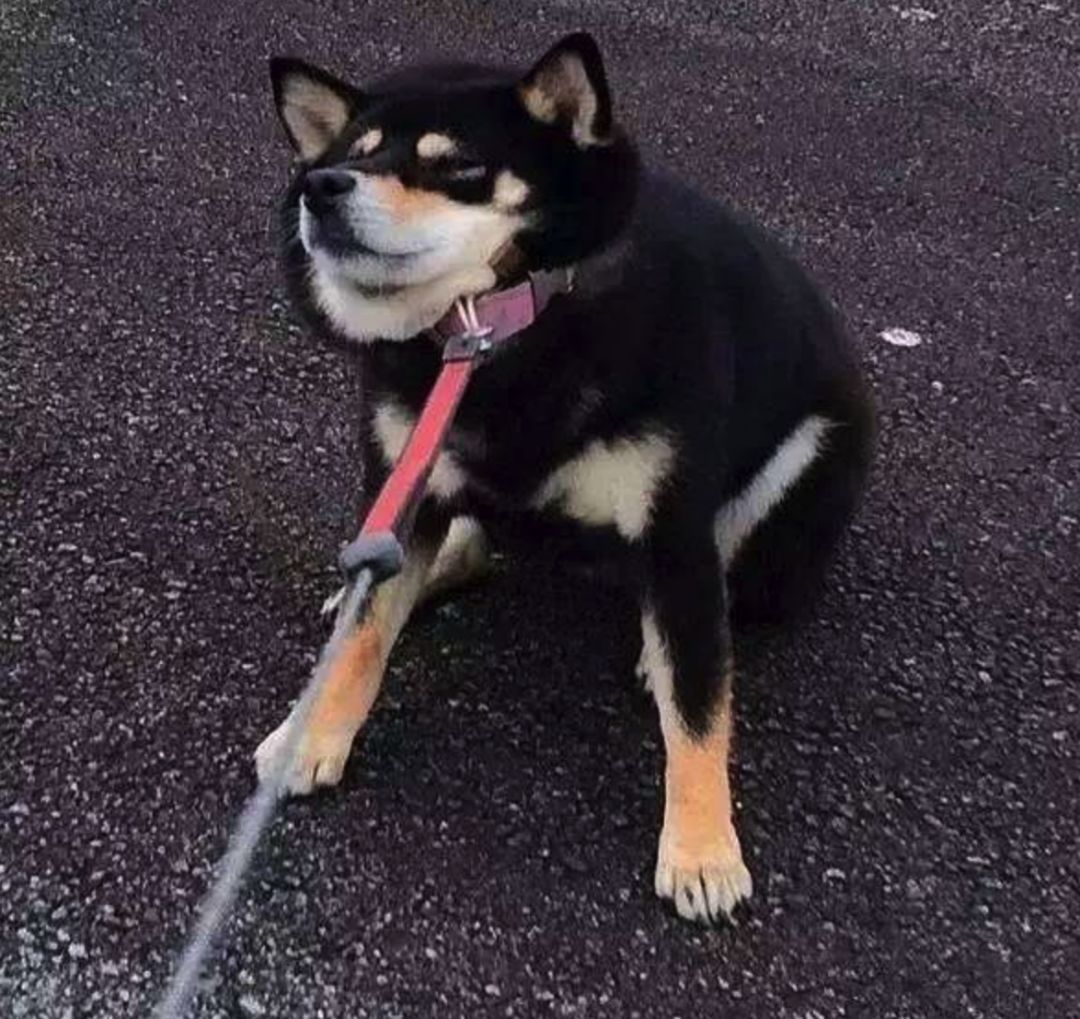 遛狗神操作:狗狗自己遛自己也太秀了,给捡屎官省了不少心啊!