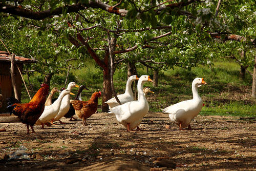 福建一男子偷鸡鸭向干妈表孝心,被抓后直呼做贼太难了
