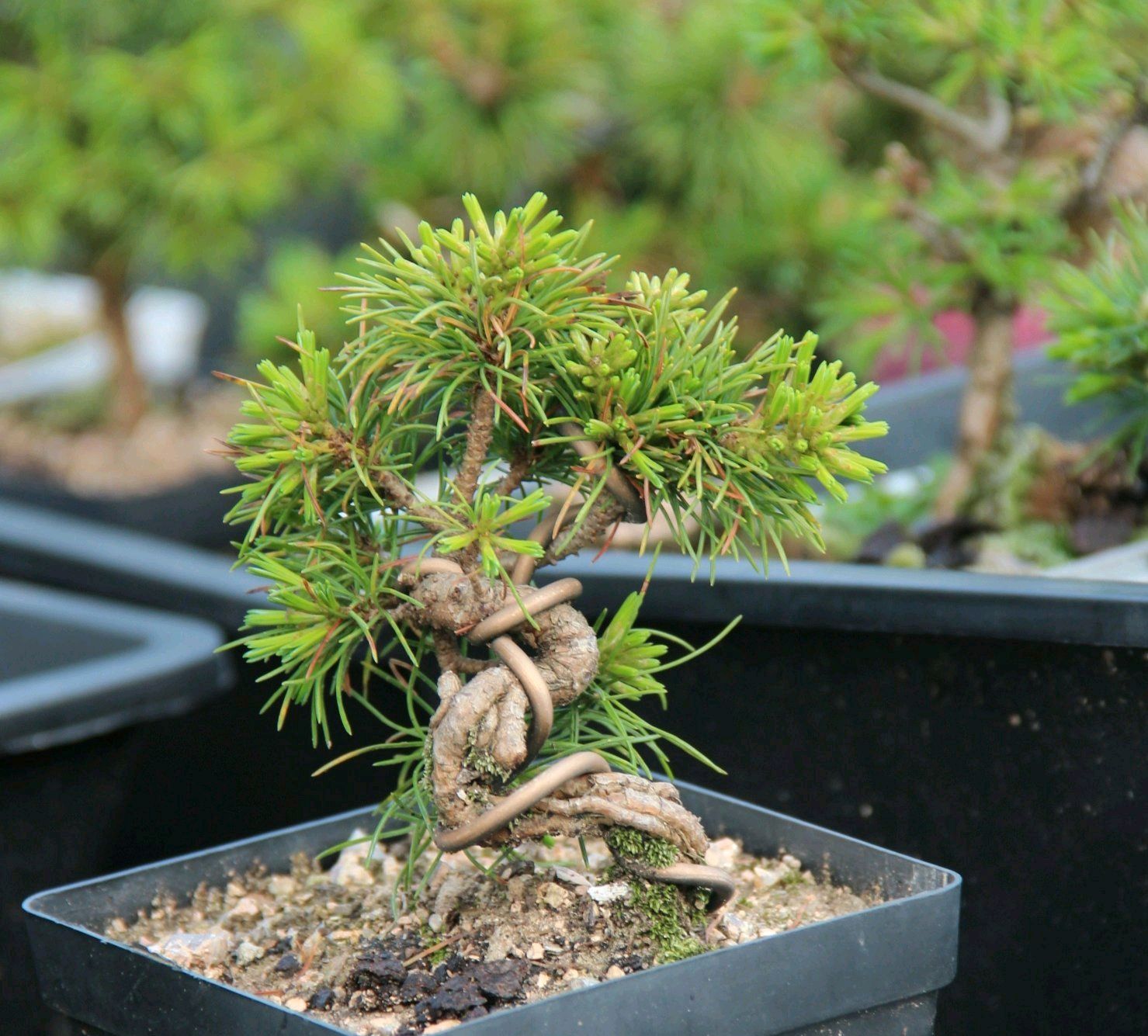 五针松盆景桩头假植两年今年又发芽,存活了吗?坚信点,移栽养胚