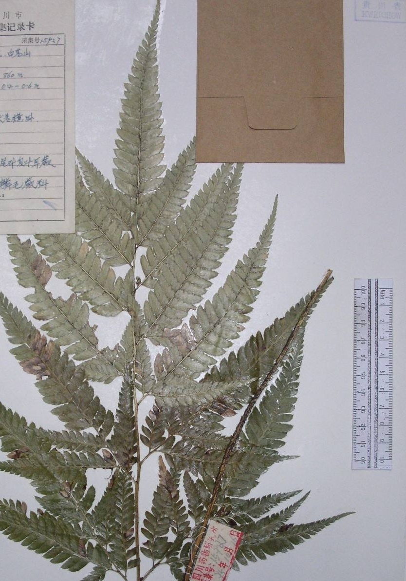 细裂复叶耳蕨你了解吗?看看这些再说话